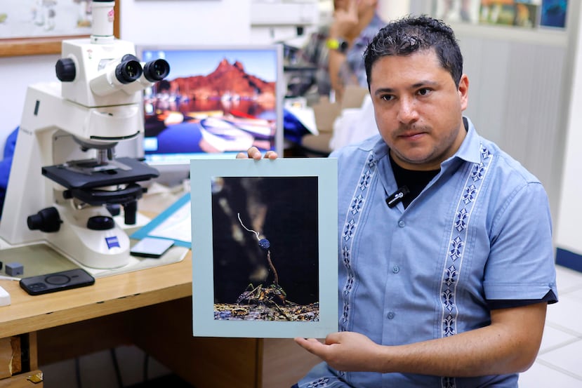 El maestro en ciencias, César Eduardo Ballesteros, muestra una fotografía de una hormiga infectada por el "hongo zombi" (Ophiocordyceps unilateralis) este jueves, en el Centro Universitario de Ciencias Biológicas y Agropecuarias (CUCBA) de la Universidad de Guadalajara en Jalisco (México).