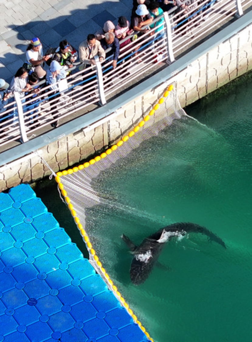 Un tiburón ha quedado atrapado en unas redes de guía conectadas a unos pontones flotantes instalados en el canal del North Port Waterfront Park, en Busan (Corea del Sur), el miércoles 21 de octubre de 2026. (Son Hyung-joo/Yonhap vía AP)