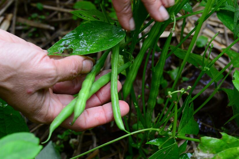 Las habichuelas tiernas tienen alto contenido de fibra y aportan proteínas vegetales, además de resultar fáciles de incorporar en preparaciones caseras.