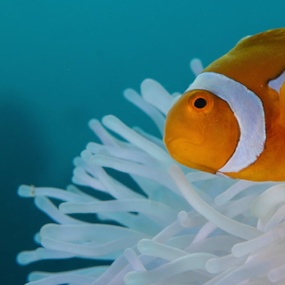 A clownfish hiding among the tentacles of an anemone is an example of a symbiotic relationship.