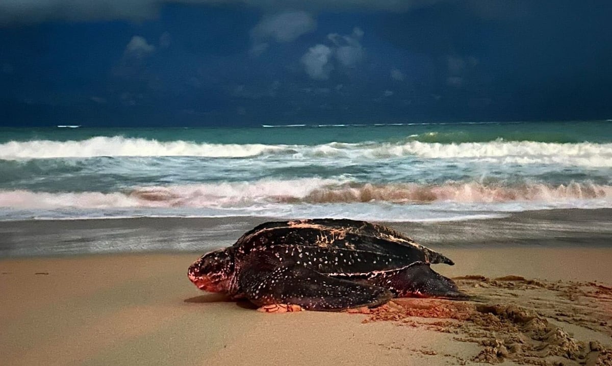 Gloria: la tinglar que emergió del mar en Sábado Santo y dejó una promesa de vida en Condado