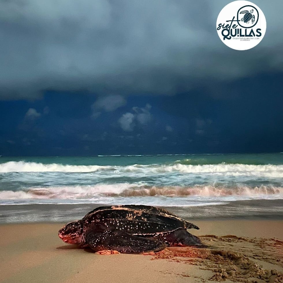 Fue avistada este Sábado de Gloria, por lo que se le bautizó con ese nombre.