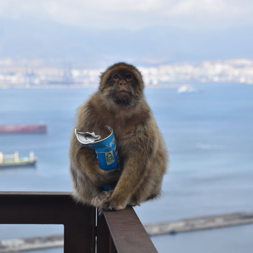 Los monos de Gibraltar.