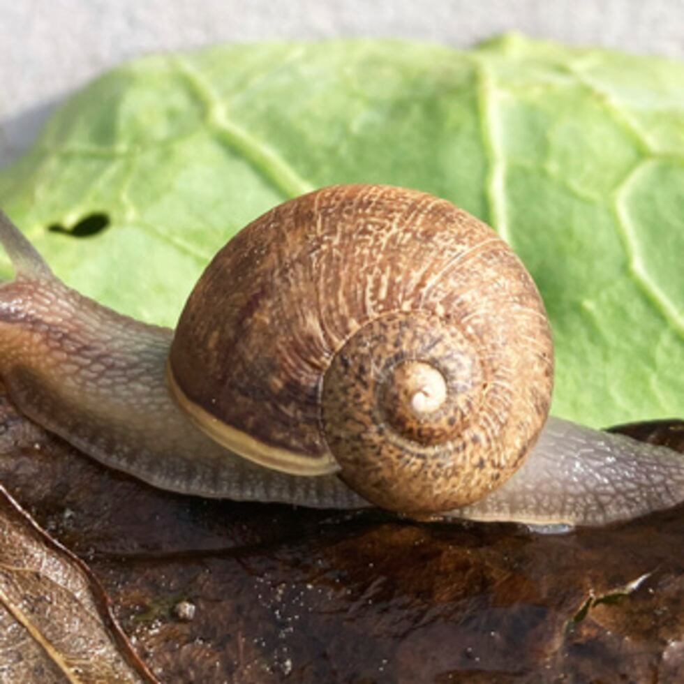 Otros caracoles enrollados a la izquierda han tenido suerte gracias a campañas públicas para encontrar pareja antes, por lo que Clarkson sigue siendo optimista.
