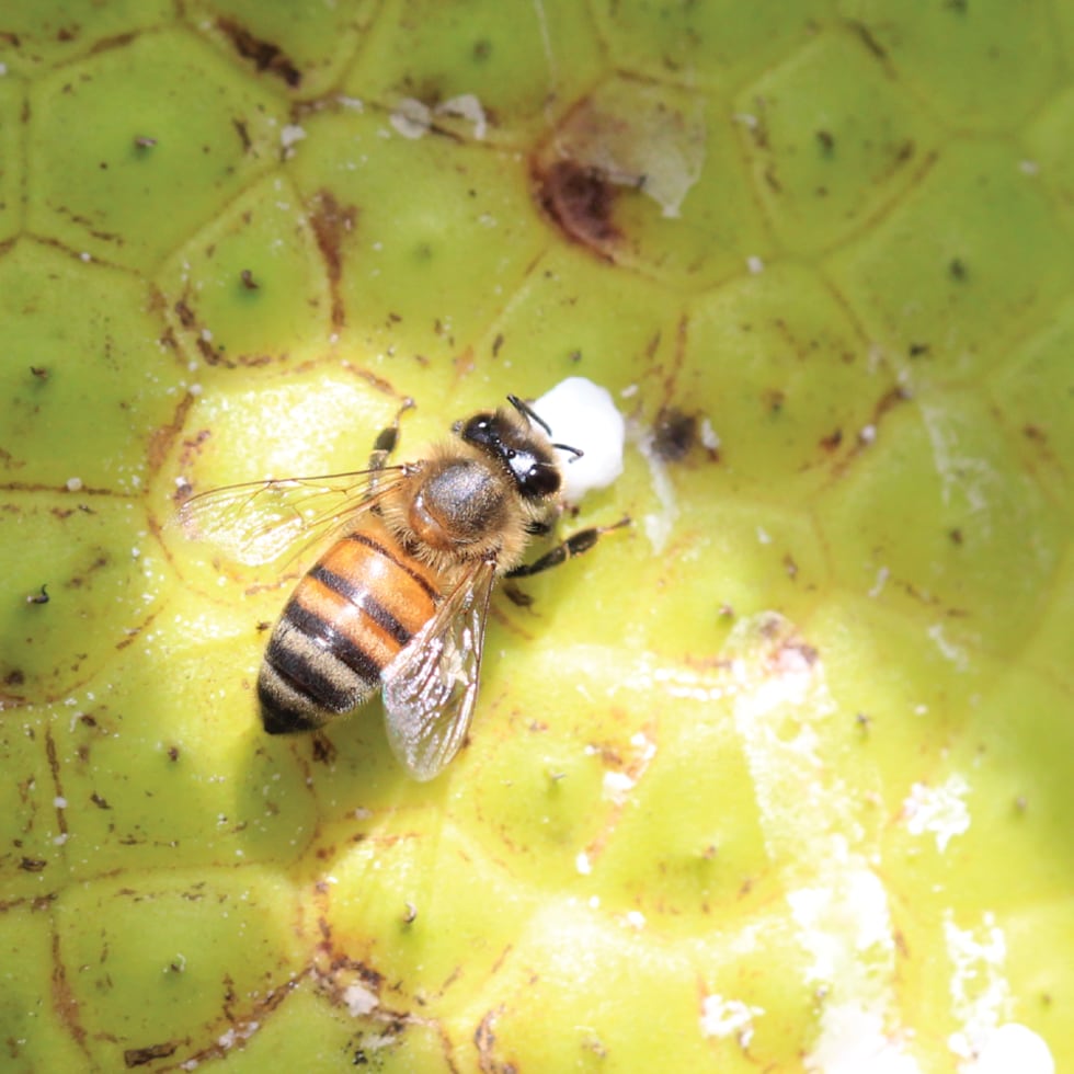 Según la investigación, el látex fresco parece beneficiar a las abejas, que lo recolectan activamente.