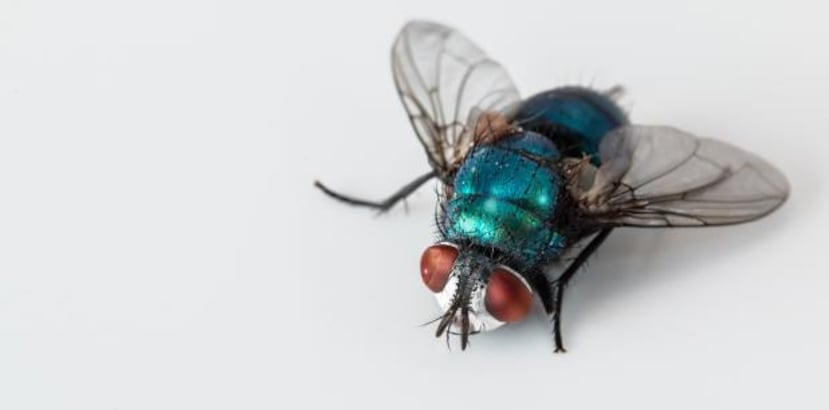 La mosca azul se ajusta al aterrizaje balanceando su cuerpo con las patas firmemente plantadas en la superficie. (Pixabay)