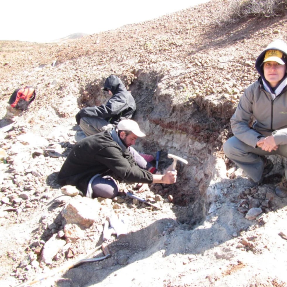 El hallazgo permitió ampliar el conocimiento sobre la diversidad vegetal del Cretácico y destacó que estos fósiles constituyen uno de los registros de flores más antiguos de Sudamérica.