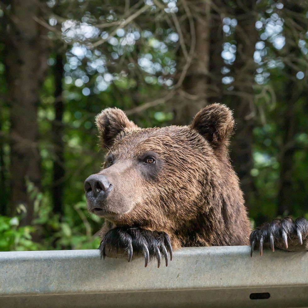 El gobierno de la nueva primera ministra, Sanae Takaichi, elabora un paquete de medidas especiales.