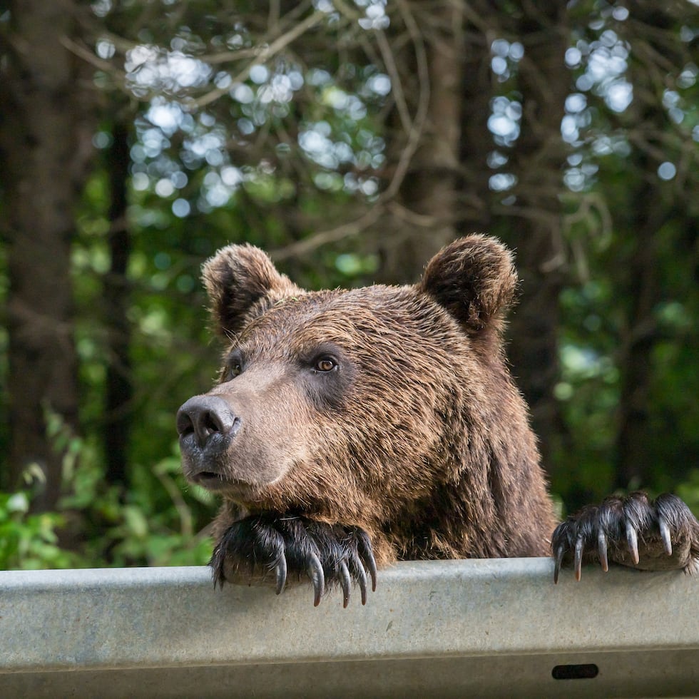 El parque es conocido por ser el hogar de unos 1,000 osos negros y grizzli, que deambulan por el área.