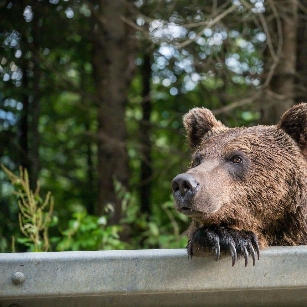 El oso le mordió el brazo derecho al turista.