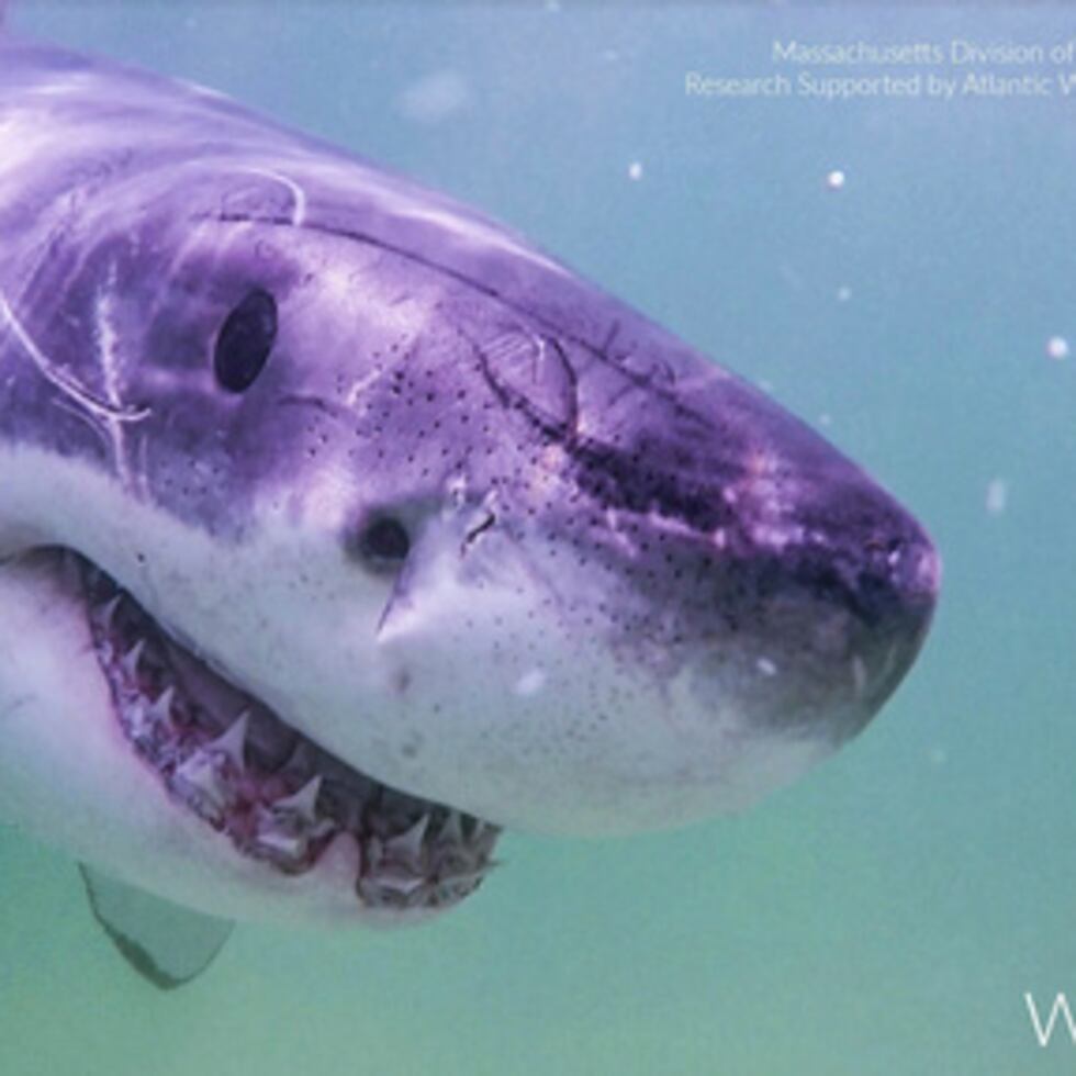 Los científicos vinculan los avistamientos de tiburones blancos al aumento de la disponibilidad de focas de las que se alimentan los tiburones.