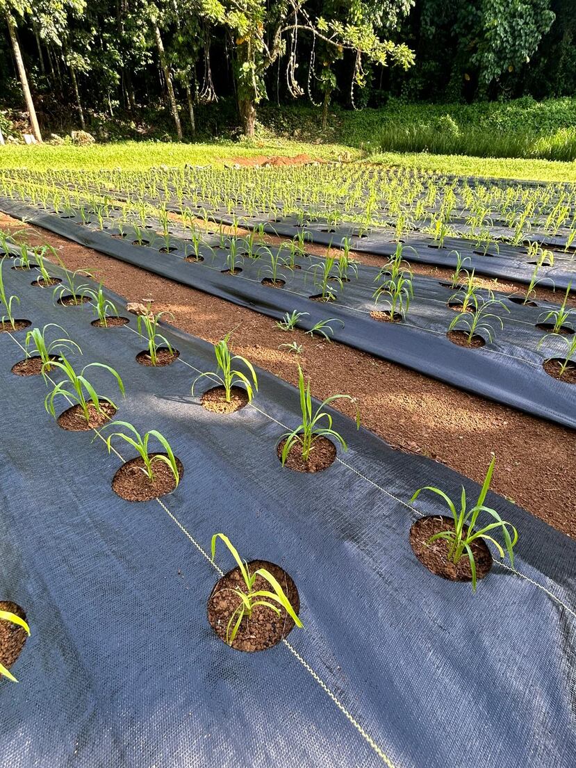 Parte de la investigación consistirá en contactar a una red de agricultores, a través del país, que les permitirá examinar cómo se adapta la cosecha al clima.