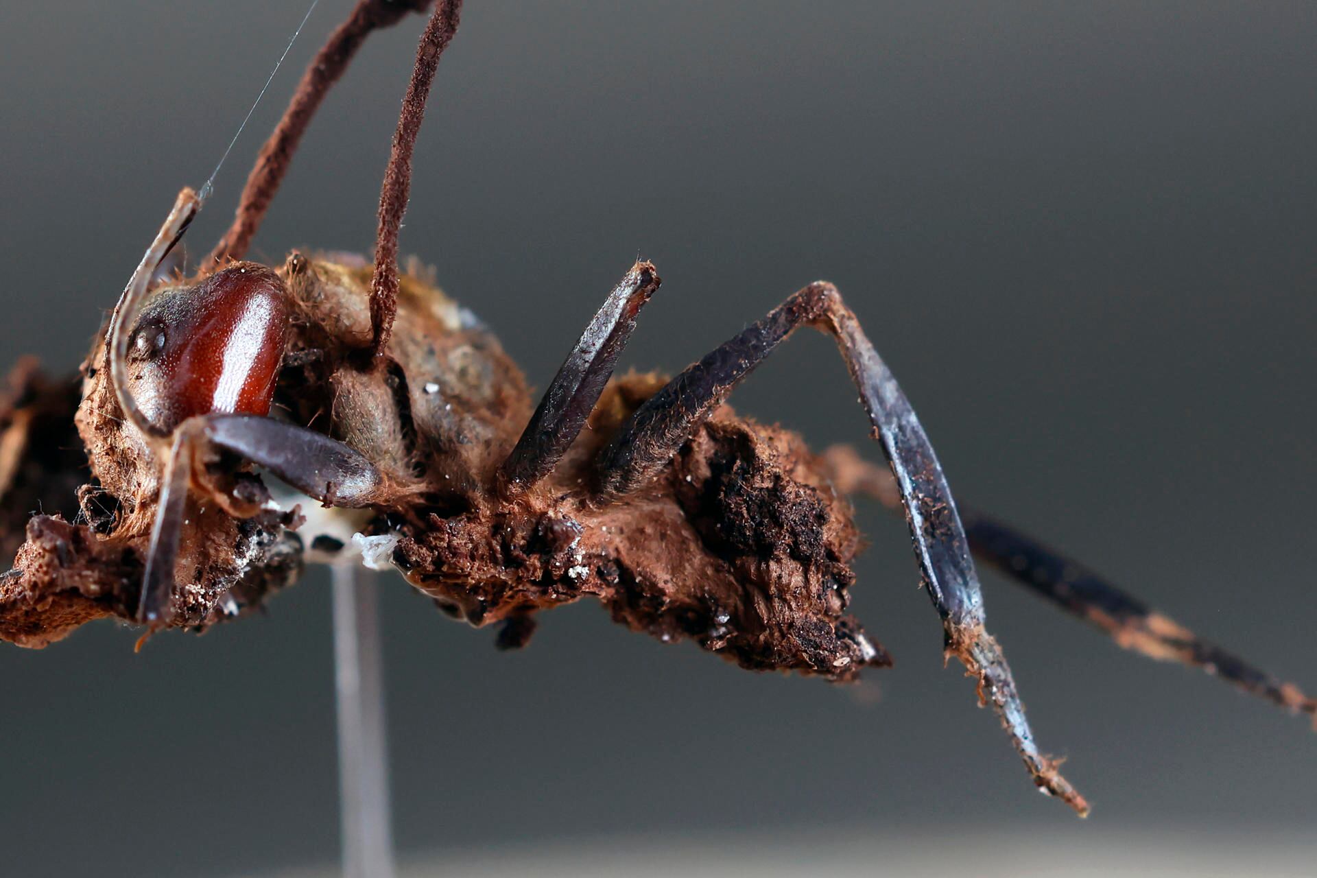 Imagen de la cobertura de: Documentan en México seis “hongos zombis”, uno nombrado en honor a Guillermo del Toro