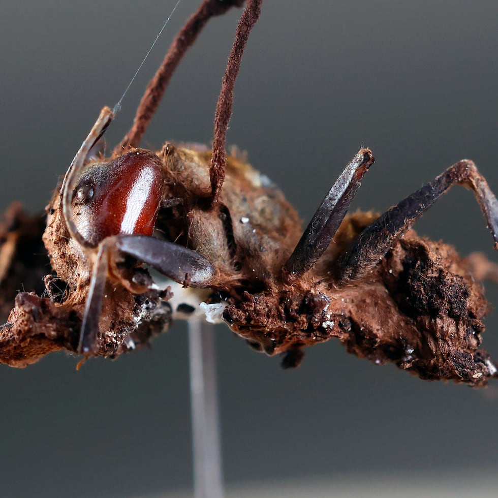 Una hormiga infectada por el "hongo zombi" (Ophiocordyceps unilateralis) este jueves, en el Centro Universitario de Ciencias Biológicas y Agropecuarias (CUCBA) de la Universidad de Guadalajara en Jalisco (México). Investigadores descubrieron por primera vez en México seis tipos de hongos zombis capaces de infectar hormigas y manipular su comportamiento hasta provocarles la muerte, uno de ellos bautizado en honor al cineasta mexicano Guillermo del Toro y su fascinación por las criaturas monstruosas.