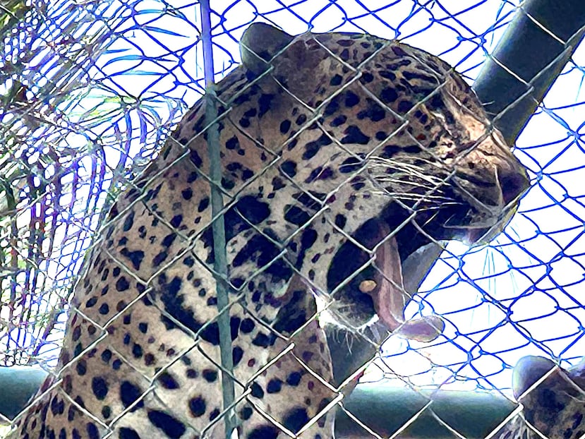 En Puntarenas, Costa Rica está el santuario Natuwa, donde los visitantes pueden ver jaguares y guacamayas. (Georgina Cruz/Especial para El Nuevo Día)