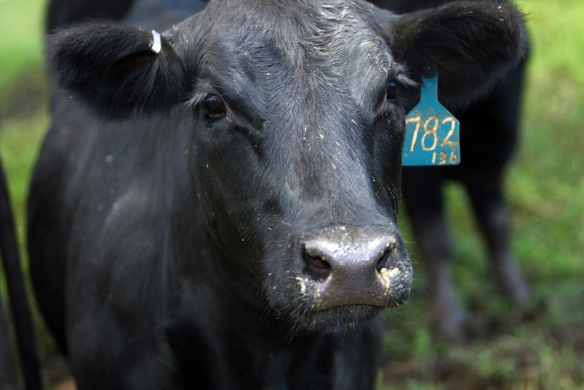 Las novillas se encontraban enjauladas en un establo. (GFR Media)