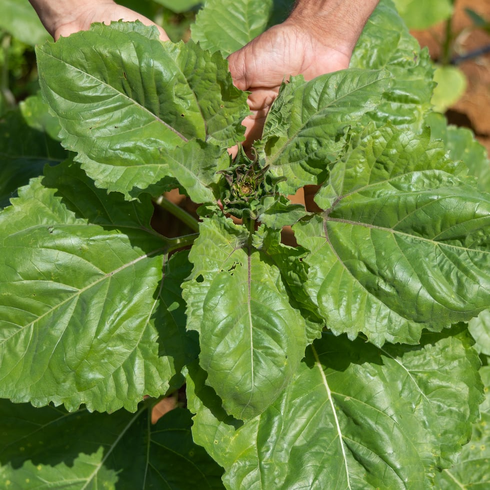 Entre las opciones botánicas más eficientes, destacan tres plantas aromáticas específicas.