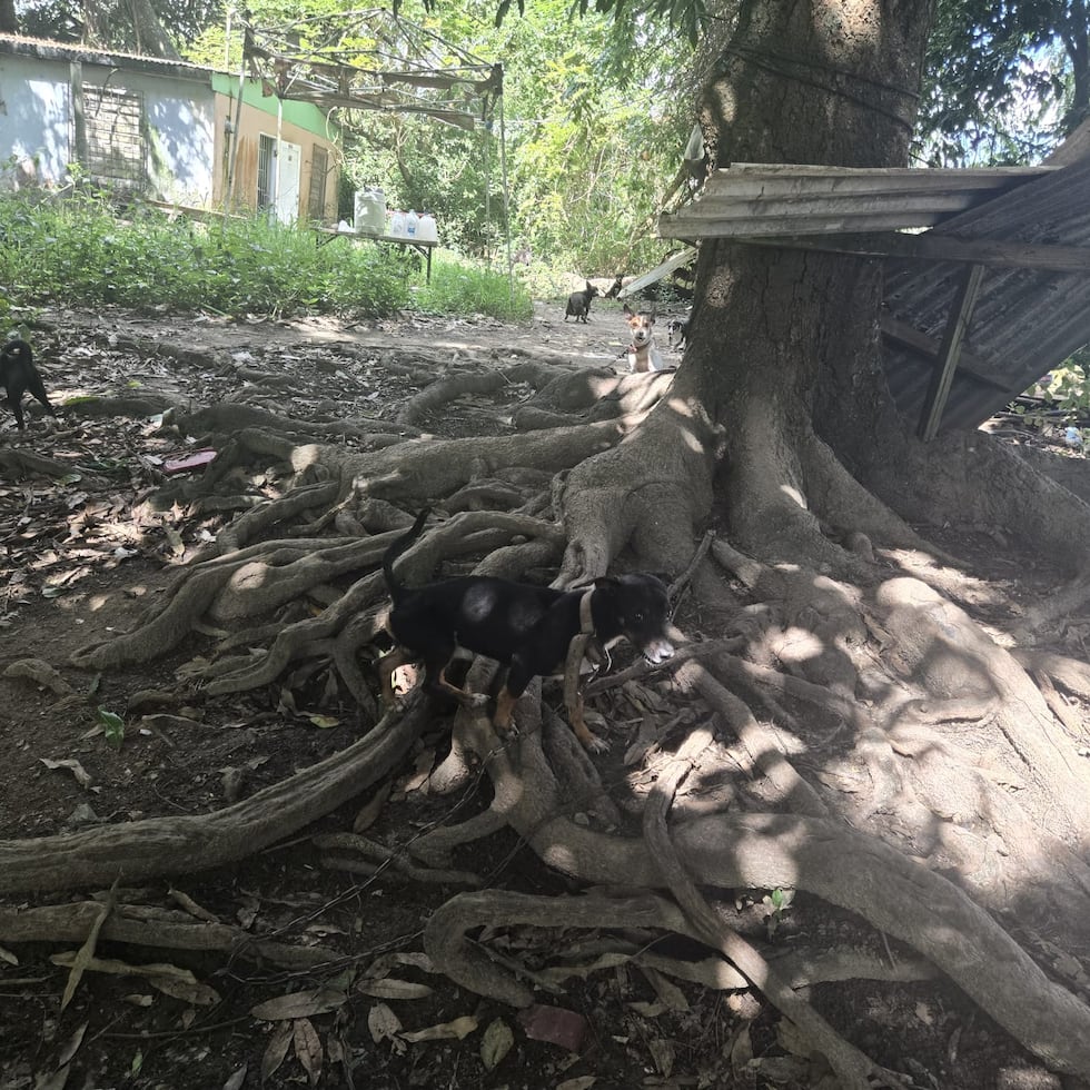 Los sobre 40 perros fueron encontrados sin agua, sin comida y amarrados en una residencia que aparentaba ser invadida por la familia.