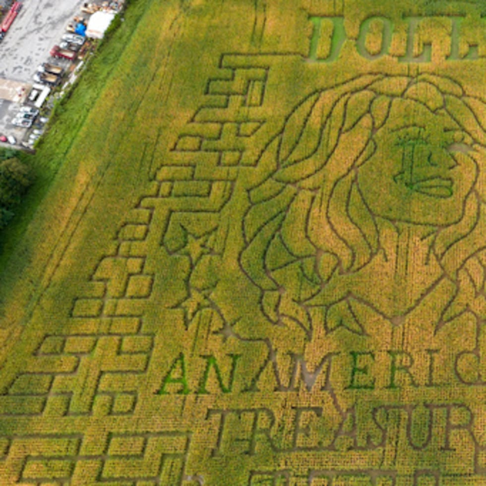 Un retrato de Dolly Parton ocupa todo un laberinto de maíz de 5 acres en Twins BBQ Co., en Brookfield (Connecticut), el domingo 13 de septiembre de 2026. (Foto AP/Ted Shaffrey)