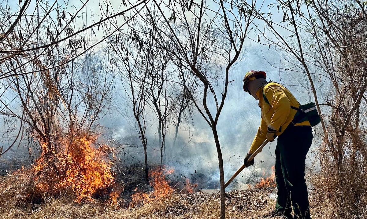 Expertos llaman a la ciudadanía a frenar alza de incendios forestales en Puerto Rico