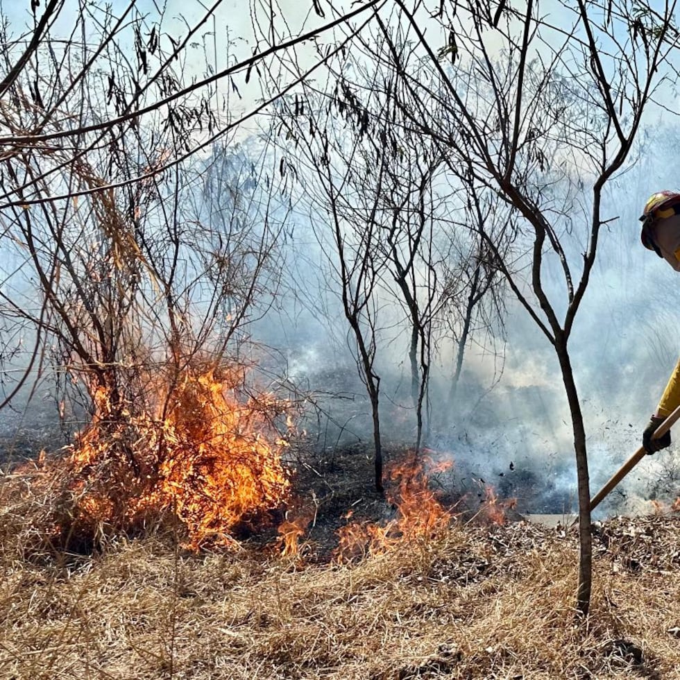 El Negociado del Cuerpo de Bomberos cuenta con 54 bomberos especializados, en seis brigadas, para atender fuegos forestales en Juncos, Ponce, Guánica, Lajas, Cabo Rojo y Camuy, pero el comisionado dijo que todos los bomberos están preparados para atender este tipo de siniestro.