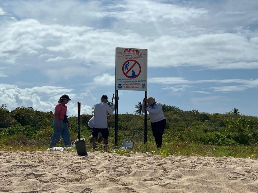 Oficiales de la DRNA colocan letreros en la costa de Icacos en respuesta a las interacciones con el delfín Miguelito.