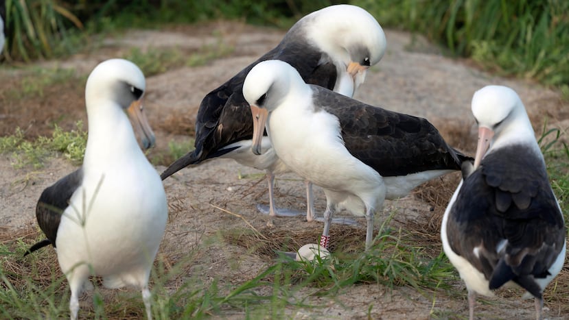 Wisdom, el legendario albatros Laysan o mōlī, en el centro, sobre un huevo recién puesto, mientras otras aves rodean el nido en el Midway Atoll National Wildlife Refuge, el 27 de noviembre de 2024 en Honolulu. (Dan Rapp/USFWS via AP)