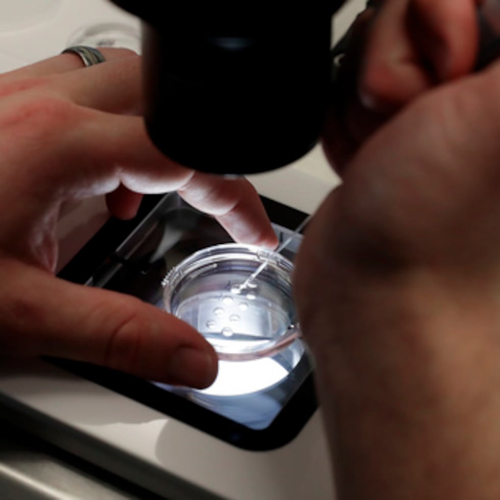 Personal de laboratorio prepara embriones para pruebas de viabilidad.