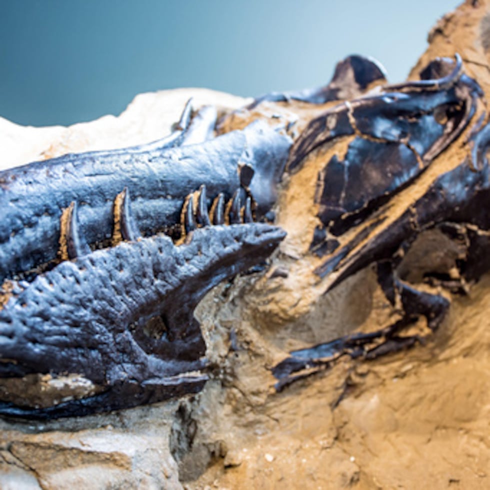 Hallan posible nueva especie de tiranosaurio en EE.UU.