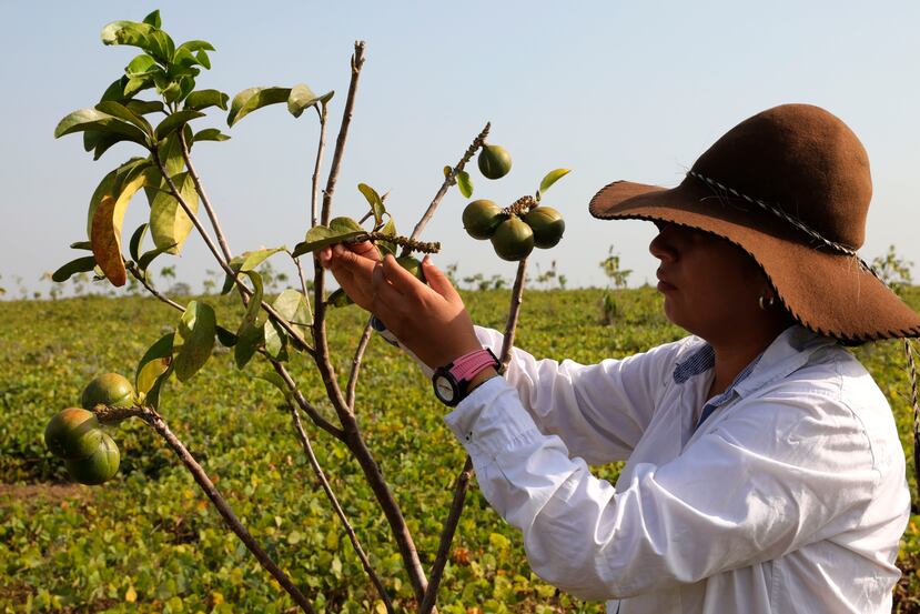 Una mujer que trabaja en un cultivo de cacay, en una finca ubicada en zona rural de Puerto Gaitán, Colombia. (Foto: EFE)