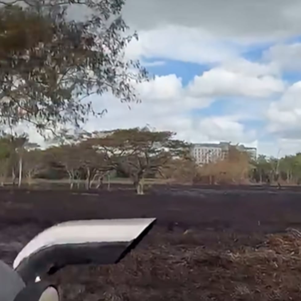 La imagen muestra cómo quedaron los terrenos tras el incendio forestal en el Jardín Botánico, en Río Piedras.