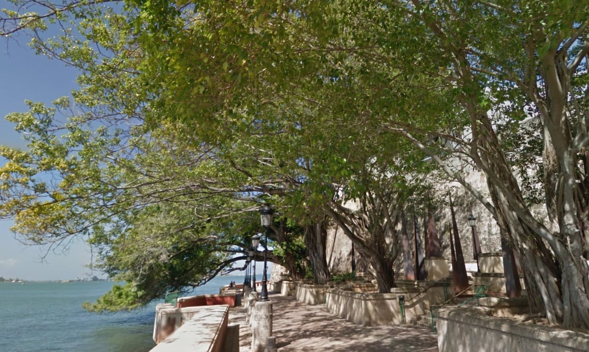 What happened to the iconic tree on Paseo de la Princesa?