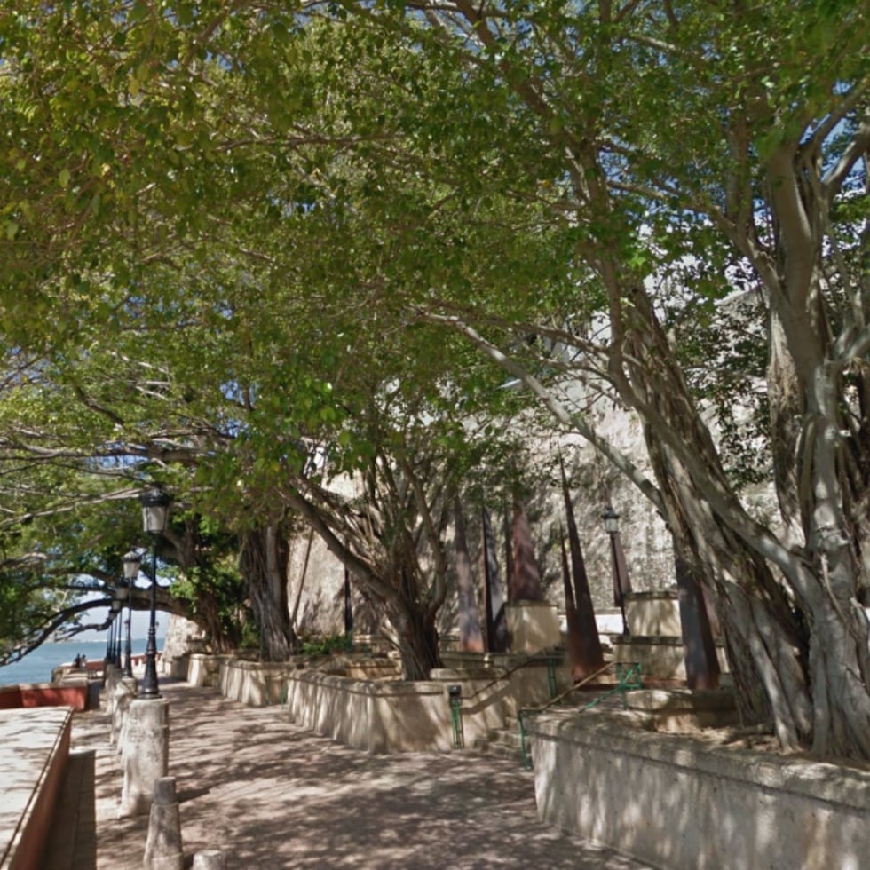 Árbol en el Paseo La Princesa en Viejo San Juan.