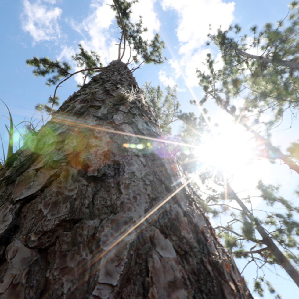 Caguas es la única ciudad de Puerto Rico certificada como Tree City of the World desde 2009.
