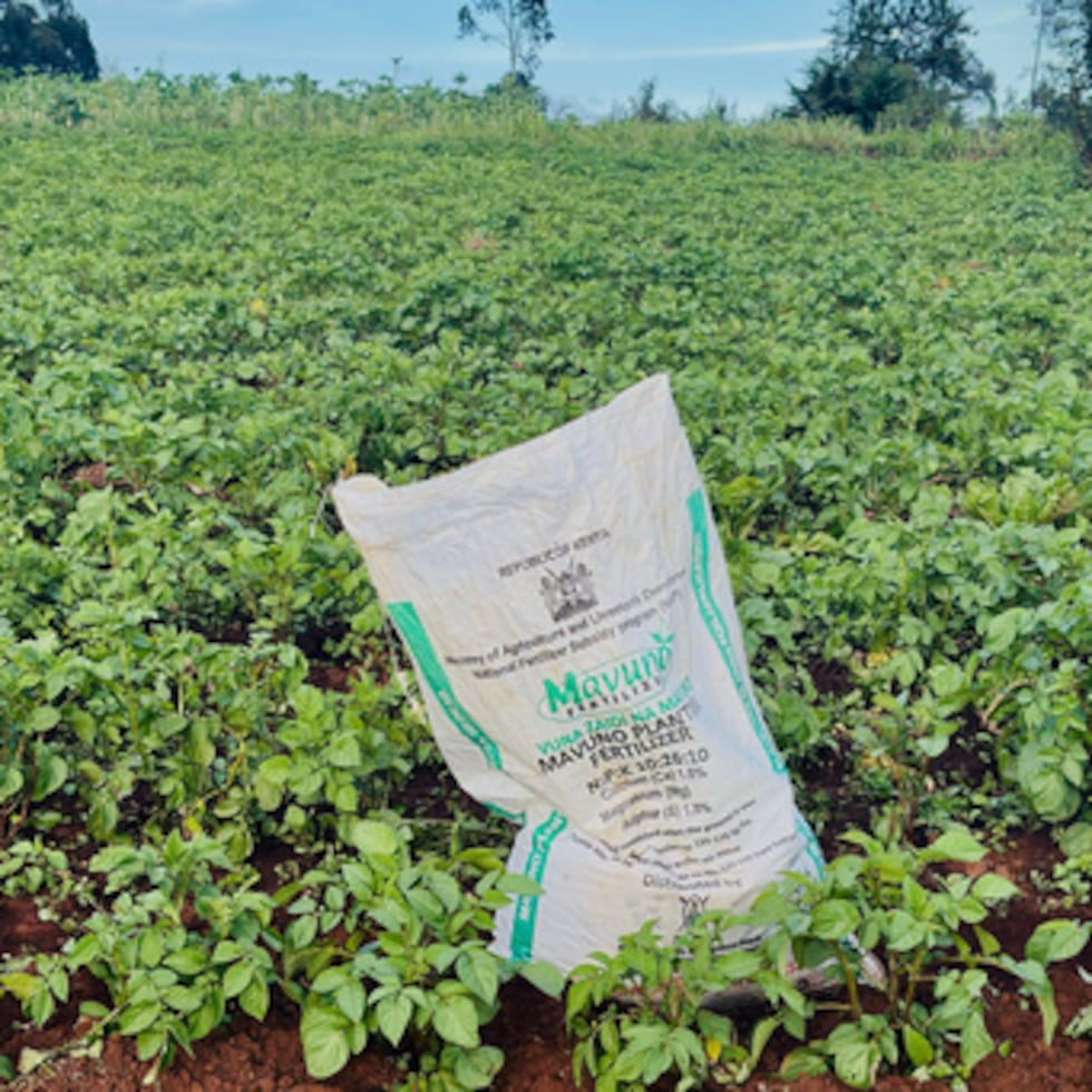 Los agricultores más pobres en el hemisferio norte dependen de la importación de fertilizantes desde el golfo Pérsico.