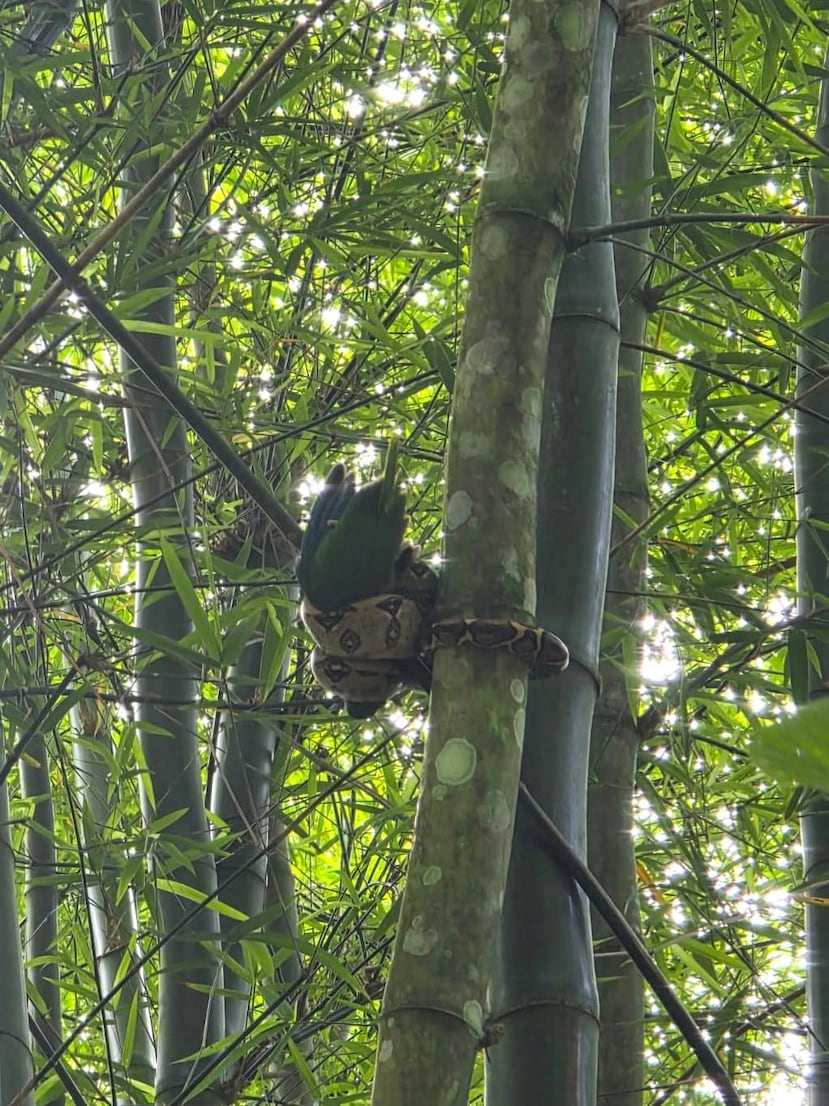 La serpiente atrapó al pichón en el tope de un bambú.