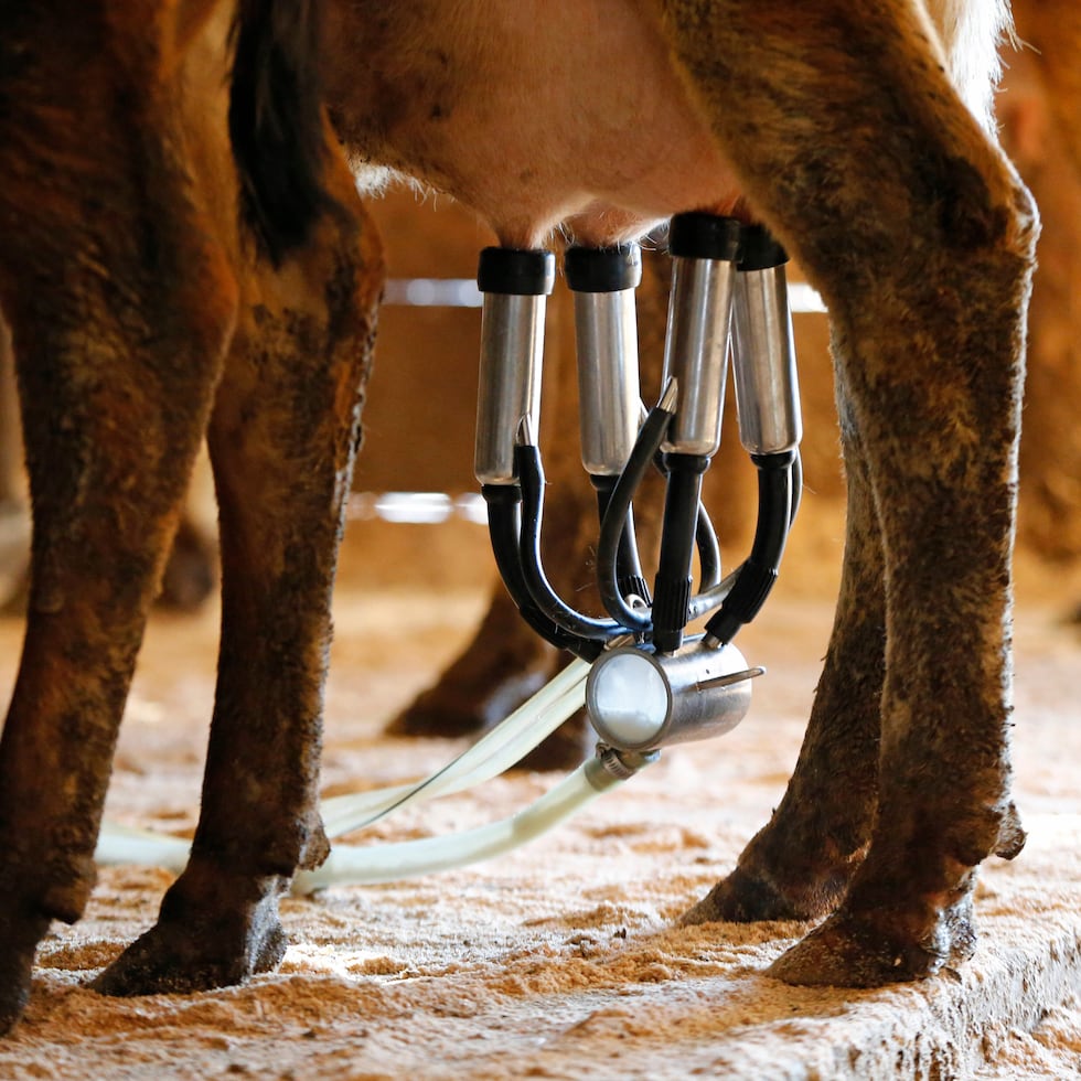 La leche cruda puede contener varios gérmenes causantes de enfermedades, como la listeria.