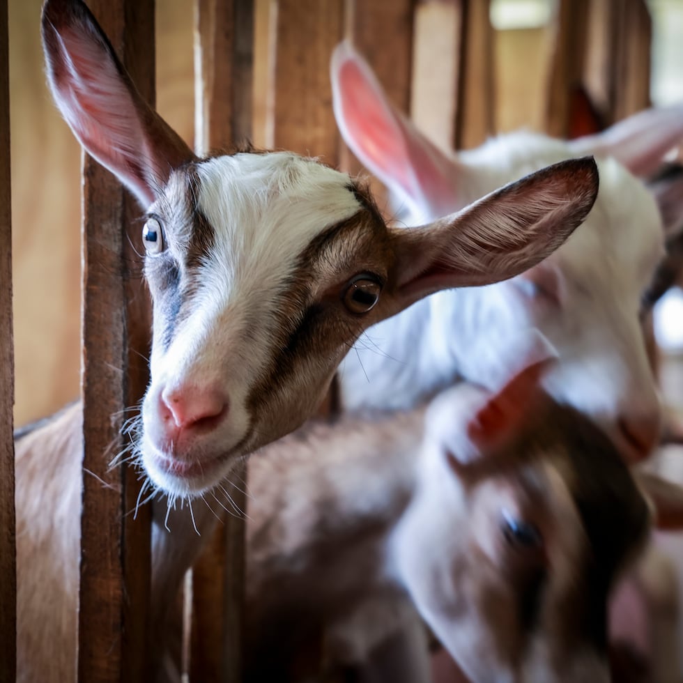 Hacienda Dos Aromas opera desde 2022 y cuenta con más de 750 cuerdas dedicadas al cultivo de plátano, cacao fino aroma y pana.