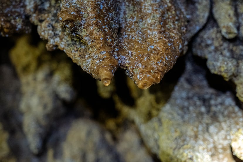 From the entrance, visitors can immerse themselves in the landscape of this hypnotic forest where crystalline waters emanate from the interior of the earth.