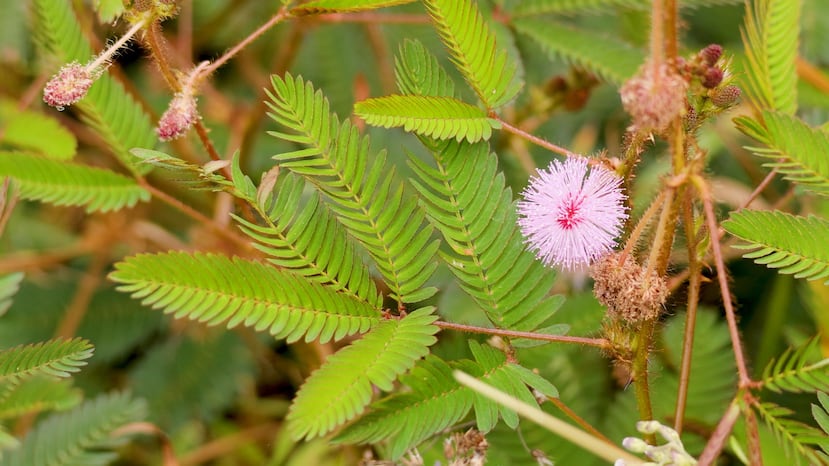 Originaria de América del Sur y Centroamérica, el moriviví es una maleza muy extendida en las regiones tropicales, aunque también se extendido a otras zonas de clima cálido.