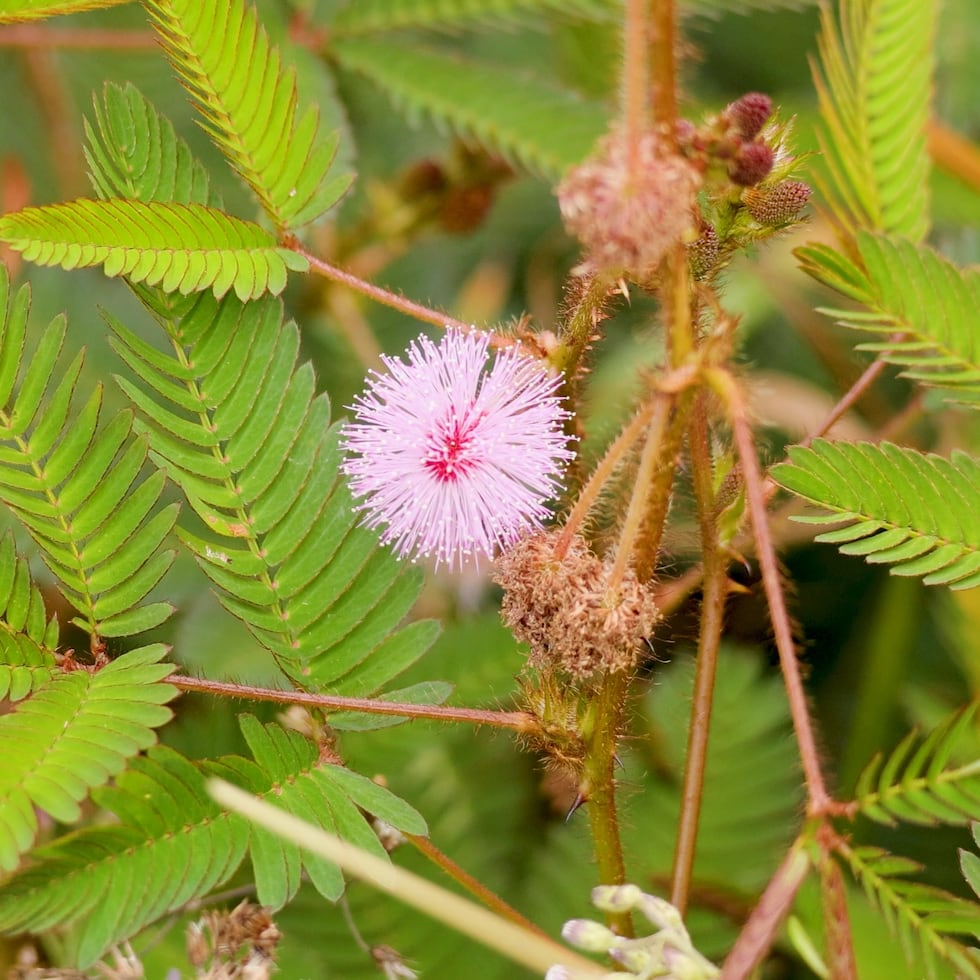 Originaria de América del Sur y Centroamérica, el moriviví es una maleza muy extendida en las regiones tropicales, aunque también se extendido a otras zonas de clima cálido.