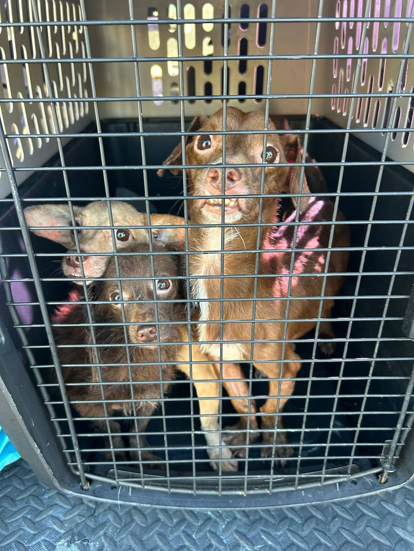 Los tres perritos rescatados por agentes de la Policía durante un allanamiento en el apartamento de la acusada, donde fueron encontrados en condiciones de presunto maltrato, según un informe policiaco.