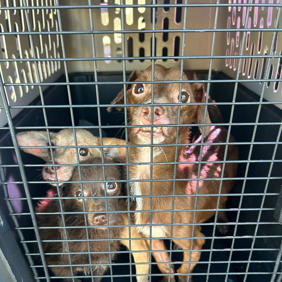 Los tres perritos rescatados por agentes de la Policía durante un allanamiento en el apartamento de la acusada, donde fueron encontrados en condiciones de presunto maltrato, según un informe policiaco.