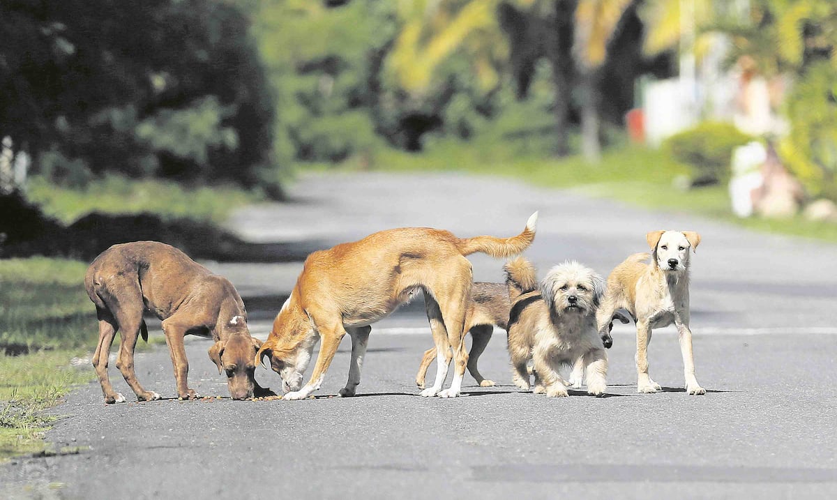Senadora Roxanna Soto propone créditos contributivos para veterinarios que esterilicen animales realengos