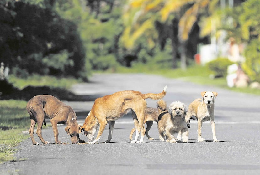 La Ley 154 es la que vela por el bienestar de animales en Puerto Rico. (Archivo / GFR Media)