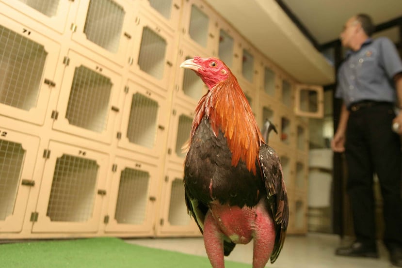 Según Méndez, las peleas de gallo generan sobre unos $87 millones en actividad económica todos los años. (GFR Media)
