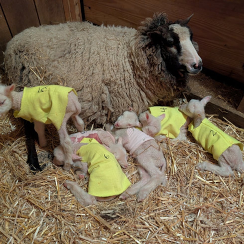 Teemu y sus corderos sextillizos descansan en la granja Clover & Bee Farm en Underhill, Vermont.