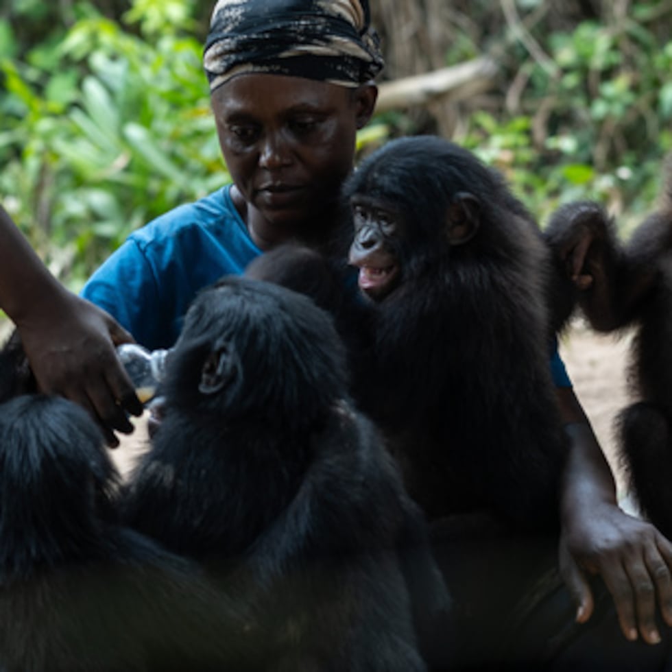 Cuidadores del santuario Lola ya Bonobo atienden a bonobos huérfanos en Kinshasa, República Democrática del Congo.