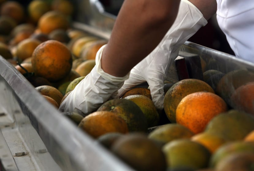 Desde su creación, Productores de Cítricos de la Montaña produce china mondada y un jugo de china que se consume en comedores escolares. (GFR Media)