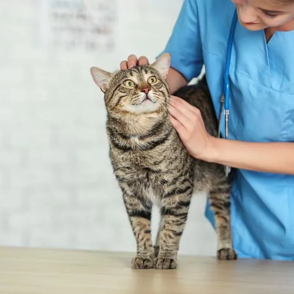 La picazón constante y el malestar pueden provocar ansiedad y estrés en la mascota, lo que puede manifestarse en cambios de comportamiento.